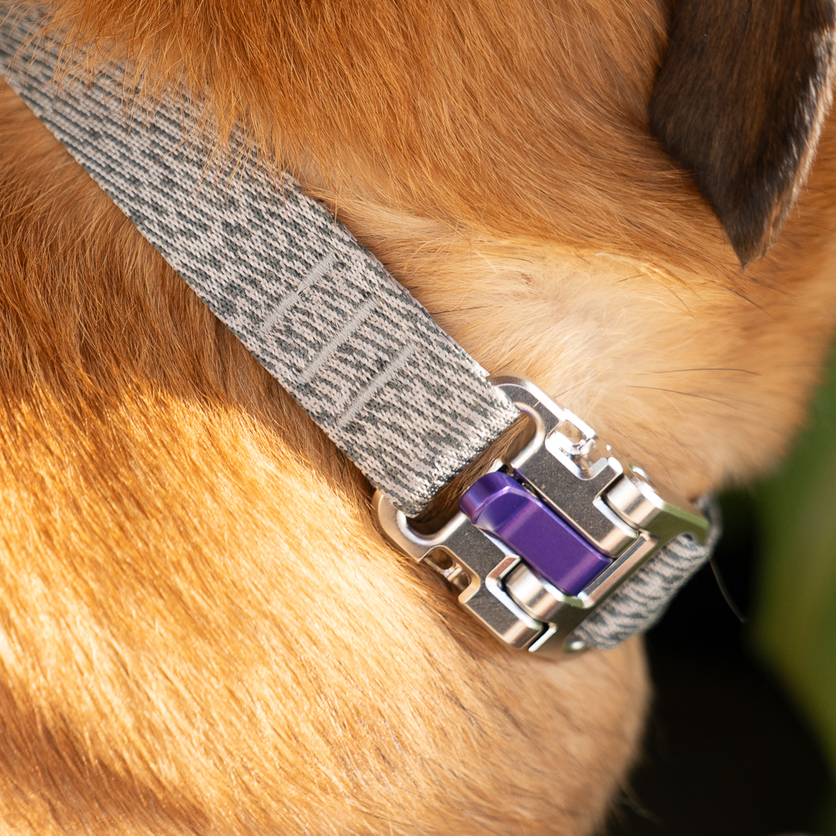 Zumi Dog Collar in purple